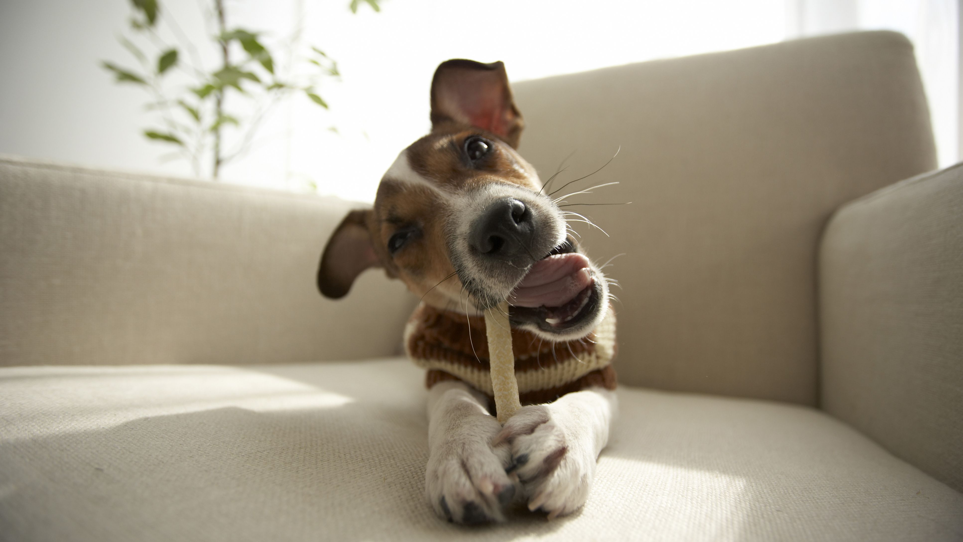 Chews