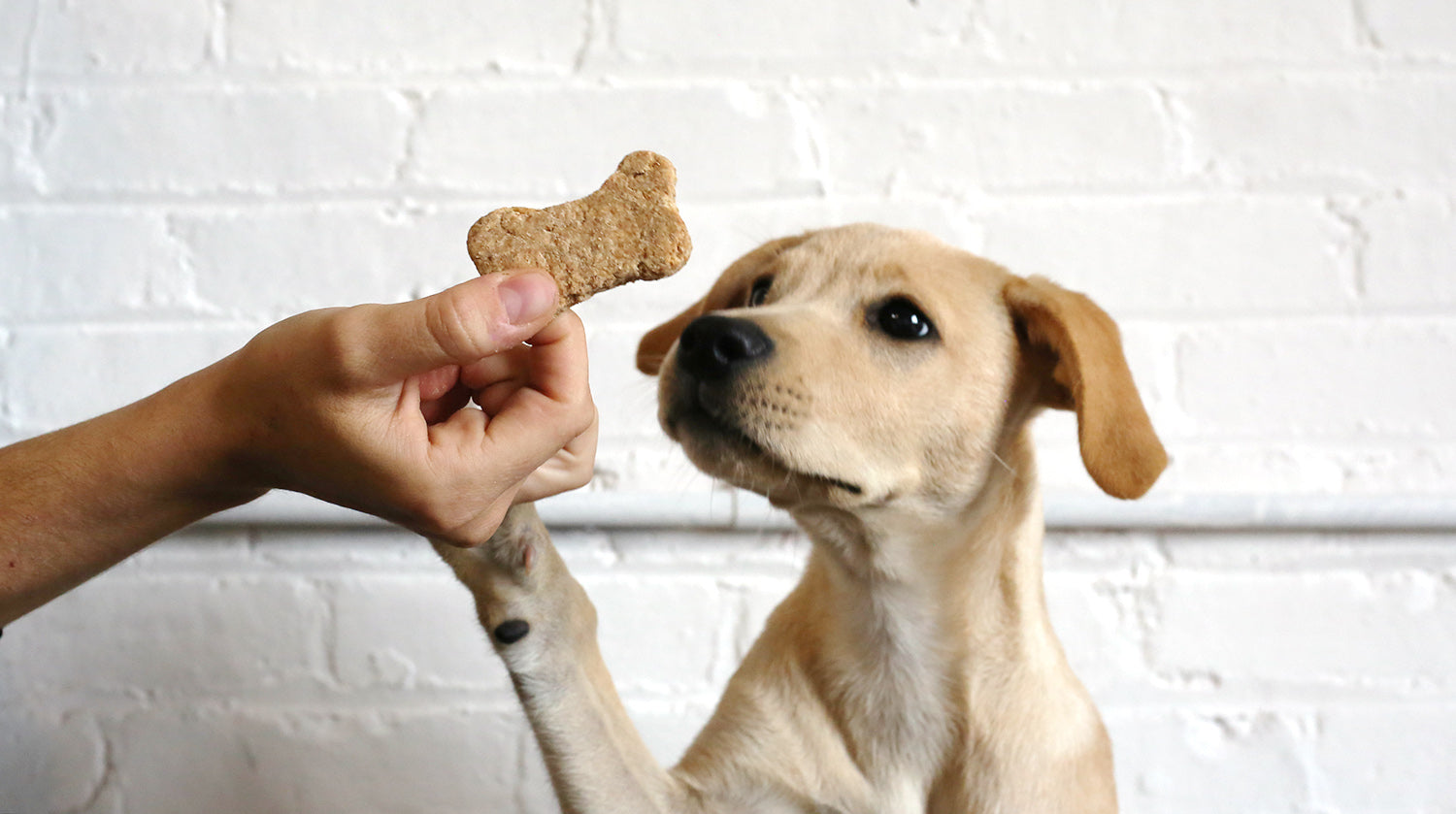 Treats