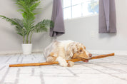 Barking Buddah Longlastics Collagen Chew Cane 36 Inch