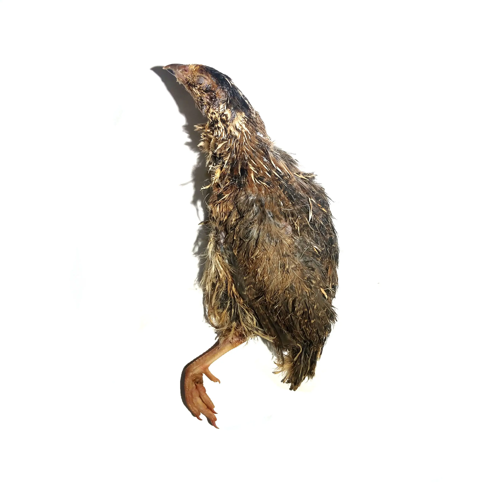 Savage Cat Raw Whole Quail 2pk