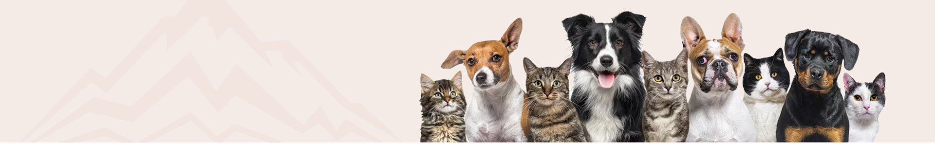 dog-bg-img.jpg