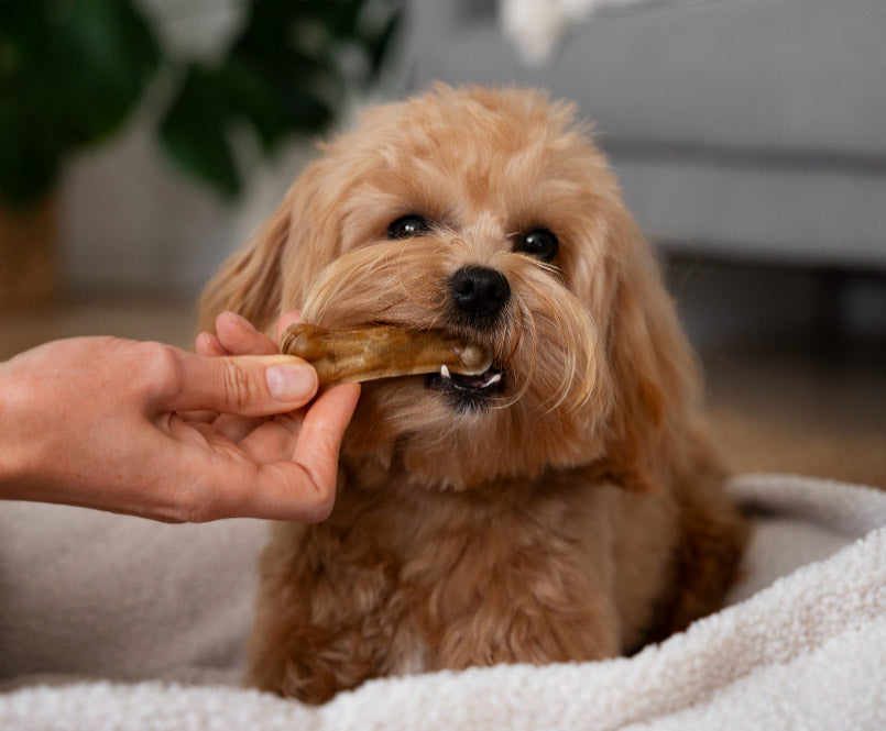 dog-treat-chewing.jpg