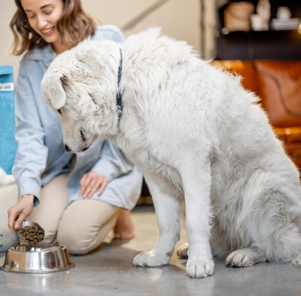 dog-with-food.jpg
