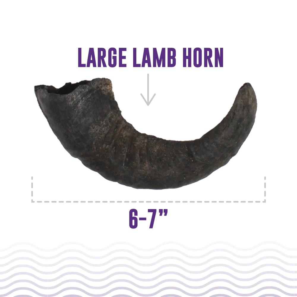 Icelandic Lamb Horn