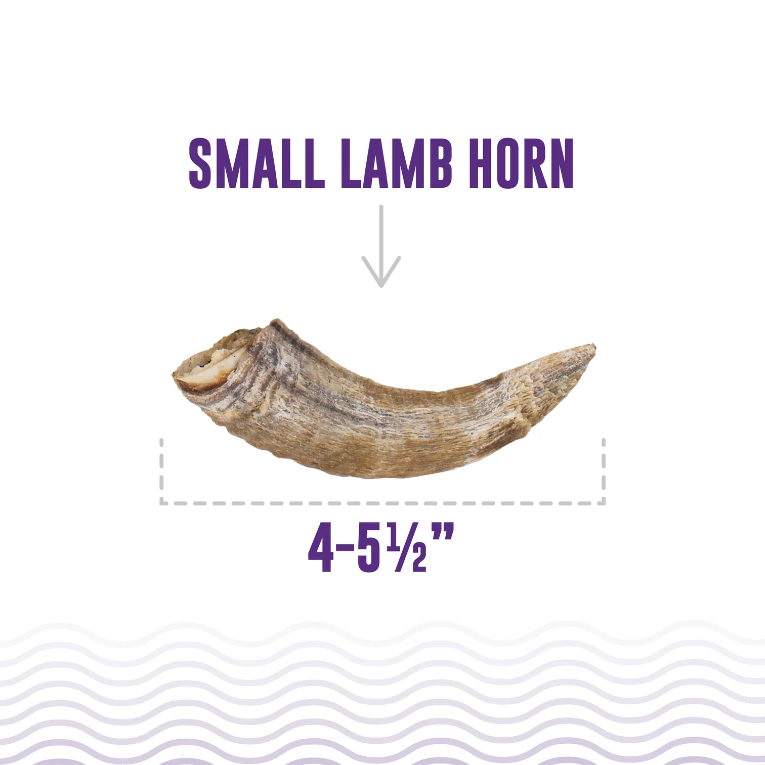 Icelandic Lamb Horn with Marrow