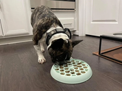 Small Big Dog Enrichment Bowl & Lick Mat