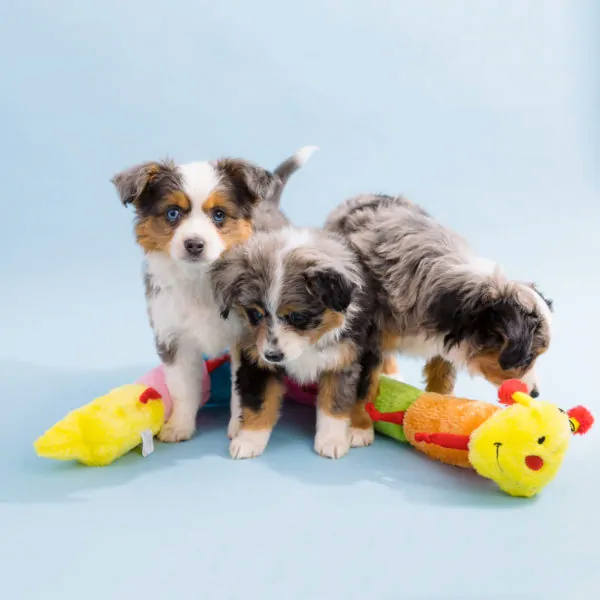 Zippy Paws Caterpillar Rainbow