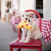 Zippy Paws Happy Bowl Pizza